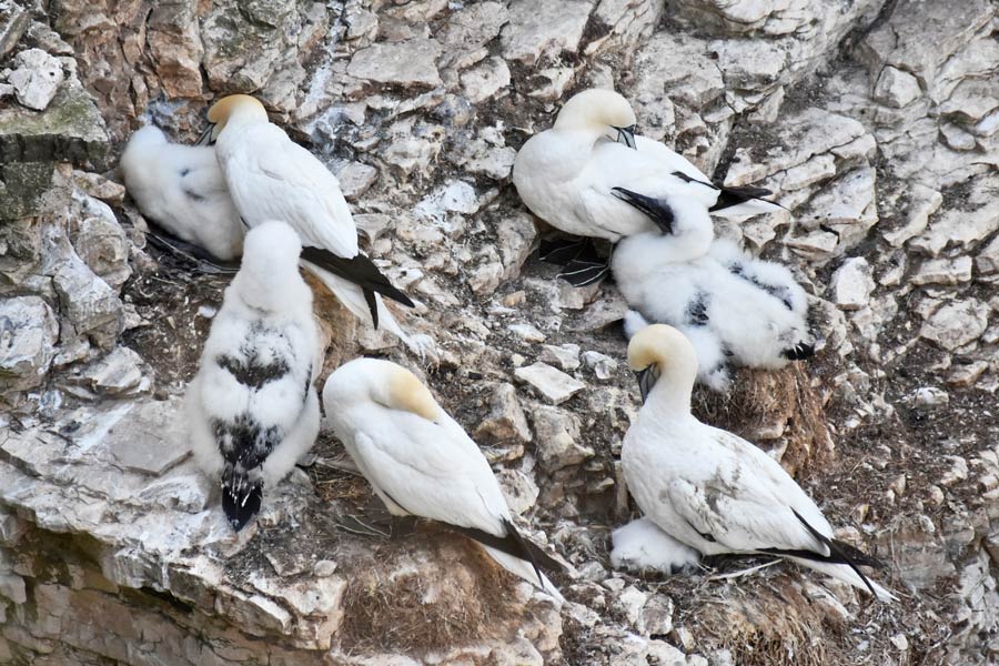 Nesting gannets at Bempton