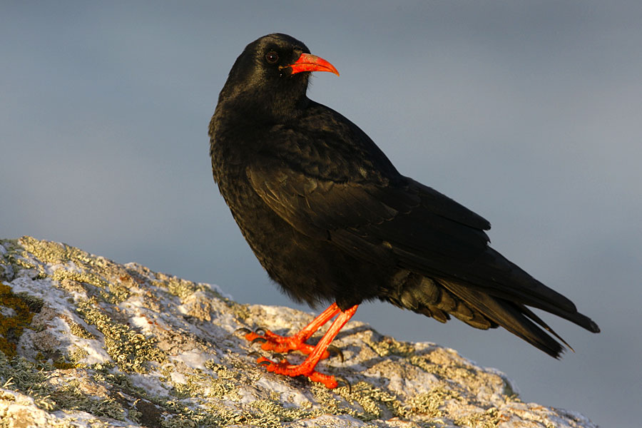 Chough - a member of the crow family