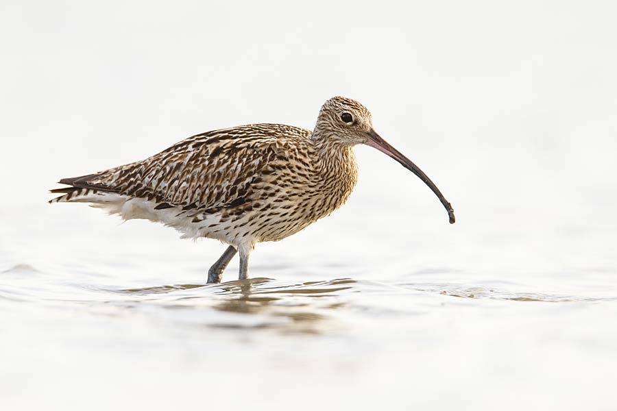 Curlew on the Solent — part of the England Coast Path