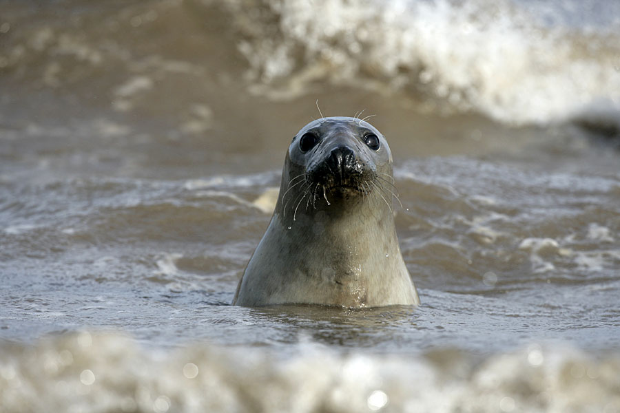 Atlantic grey seal