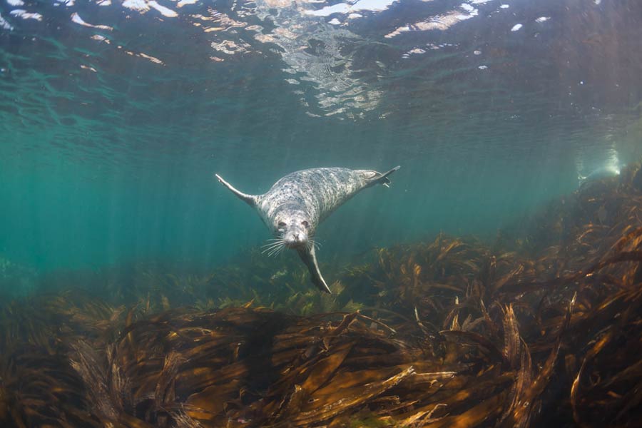 Grey seal, North Devon - on the England Coast Path