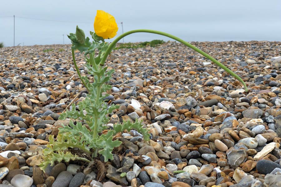 Horned poppy, North Norfolk - on the England Coast Path