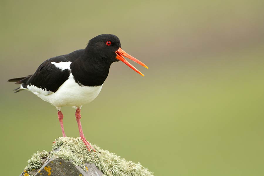 Oystercatcher on the Solent — part of the England Coast Path